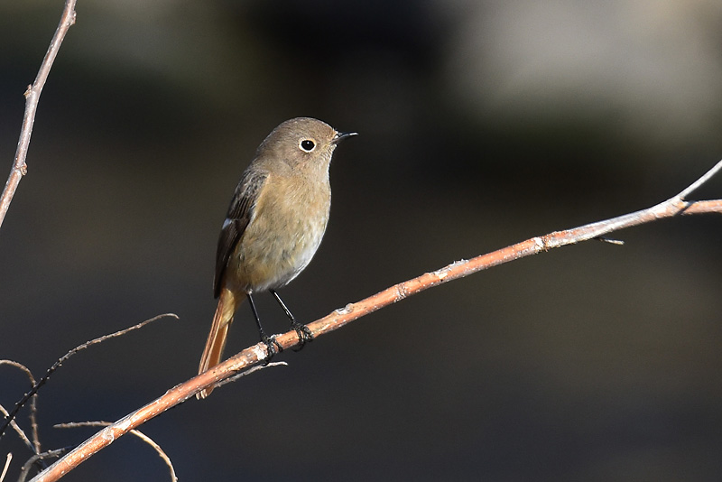 D5600によるはじめての野鳥撮影 – トリトリトリ