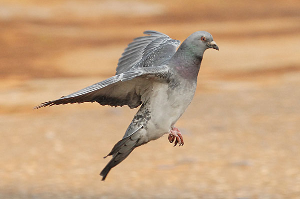 山内イグアナ研究所:光学研究:撮影例:動物画像:野鳥:ハト:ドバト:学名