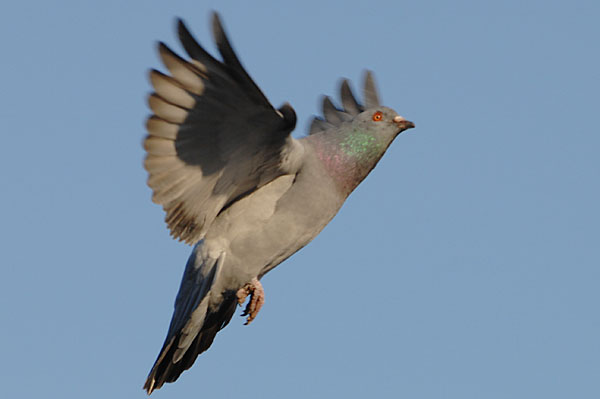 山内イグアナ研究所:光学研究:撮影例:動物画像:野鳥:ハト:ドバト:学名