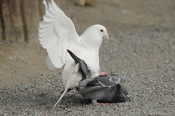 山内イグアナ研究所:光学研究:撮影例:動物画像:野鳥:ハト:ドバト:学名