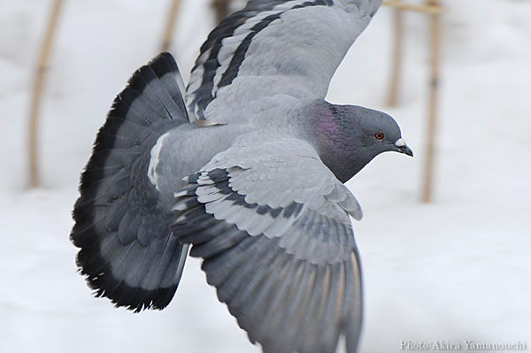 山内イグアナ研究所:光学研究:撮影例:動物画像:野鳥:ハト:ドバト:学名