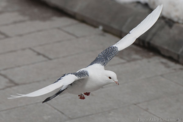 灰色のハト シラコバト（ハト目ハト科） | Anpapa@B級野鳥図鑑