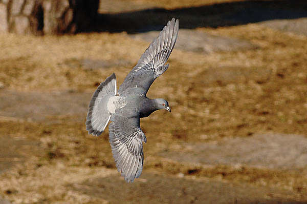 山内イグアナ研究所:光学研究:撮影例:動物画像:野鳥:ハト:ドバト:学名