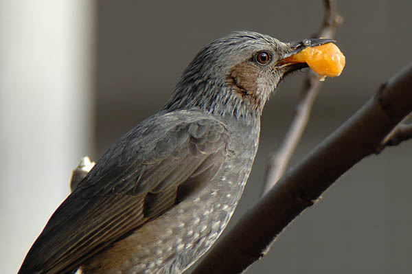 山内イグアナ研究所:光学研究:撮影例:動物画像:野鳥:ヒヨドリ:学名