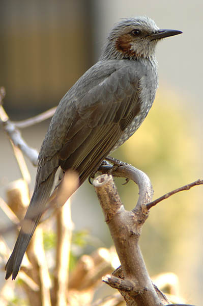 山内イグアナ研究所:光学研究:撮影例:動物画像:野鳥:ヒヨドリ:学名