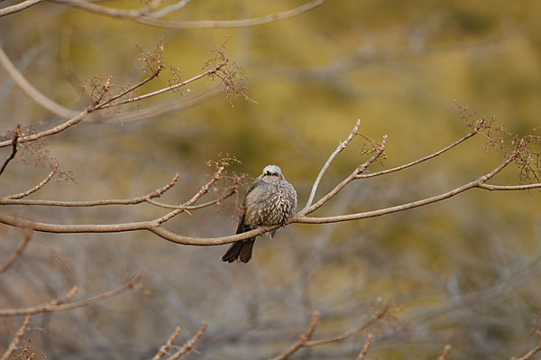 山内イグアナ研究所:光学研究:撮影例:動物画像:野鳥:ヒヨドリ:学名