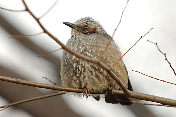 山内イグアナ研究所:光学研究:撮影例:動物画像:野鳥:ヒヨドリ:学名