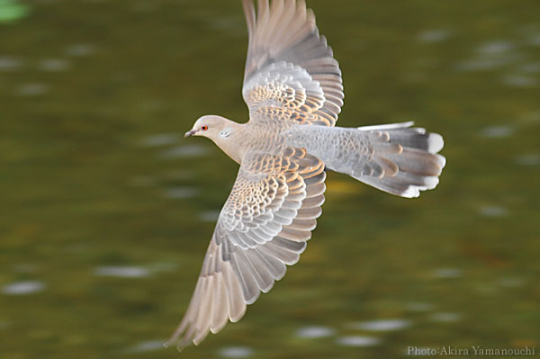 山内イグアナ研究所:光学研究:撮影例:動物画像:野鳥:キジバト:学名