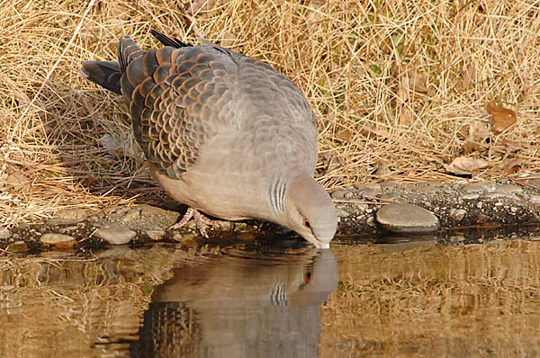 山内イグアナ研究所:光学研究:撮影例:動物画像:野鳥:キジバト:学名