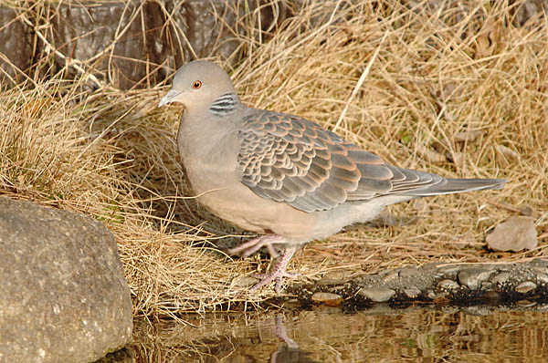 山内イグアナ研究所:光学研究:撮影例:動物画像:野鳥:キジバト:学名