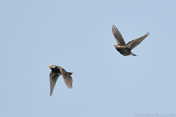 山内イグアナ研究所:光学研究:撮影例:動物画像:野鳥:ムクドリ:学名
