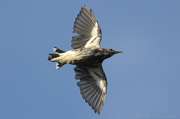 山内イグアナ研究所:光学研究:撮影例:動物画像:野鳥:ムクドリ:学名