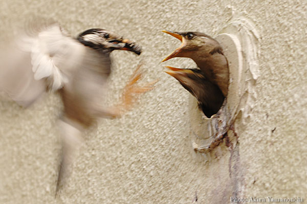 山内イグアナ研究所:光学研究:撮影例:動物画像:野鳥:ムクドリ:学名
