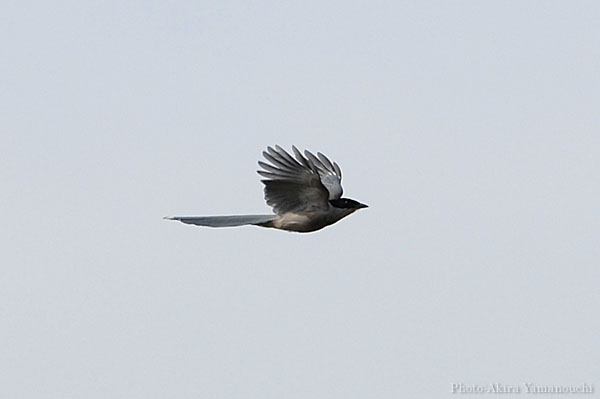 山内イグアナ研究所:光学研究:撮影例:動物画像:野鳥:オナガ:学名