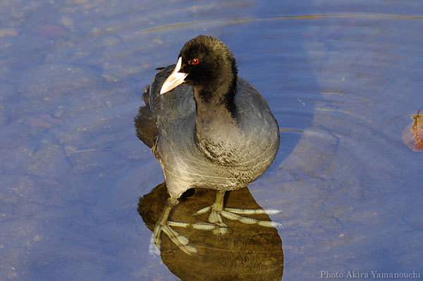 オオバン (Fulica atra):オオバン:Photo:Akira Yamanouchi.