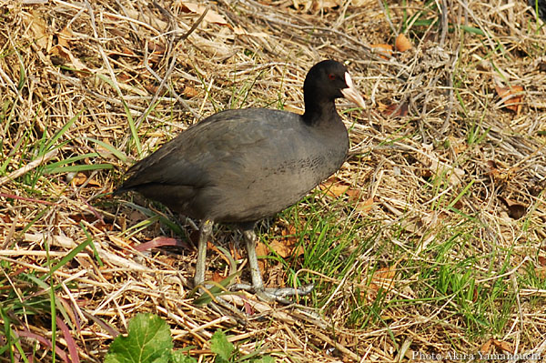 オオバン (Fulica atra):オオバン:Photo:Akira Yamanouchi.