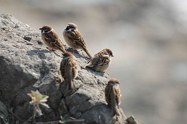 山内イグアナ研究所:光学研究:撮影例:動物画像:野鳥:スズメ:学名