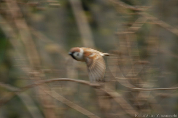 山内イグアナ研究所:光学研究:撮影例:動物画像:野鳥:スズメ:学名