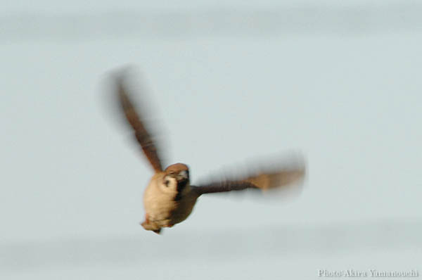 山内イグアナ研究所:光学研究:撮影例:動物画像:野鳥:スズメ:学名