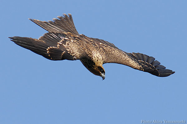 山内イグアナ研究所:光学研究:撮影例:動物画像:野鳥:トビ・トンビ:学名