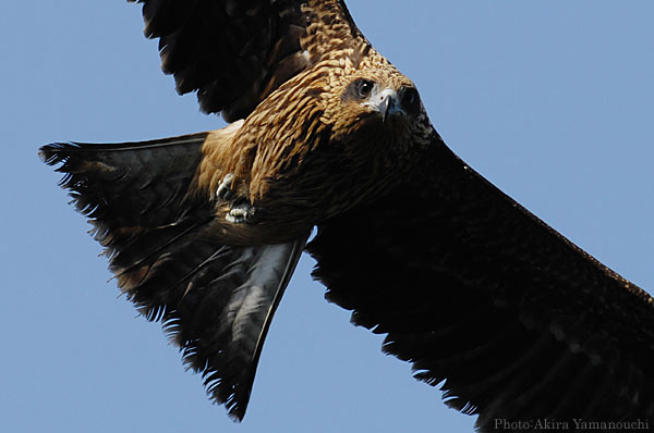 山内イグアナ研究所:光学研究:撮影例:動物画像:野鳥:トビ・トンビ:学名