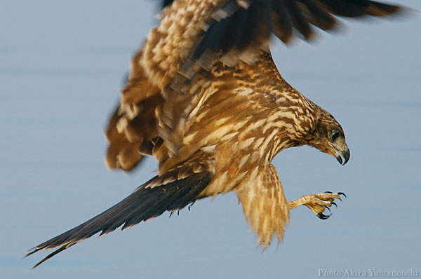 山内イグアナ研究所:光学研究:撮影例:動物画像:野鳥:トビ・トンビ:学名