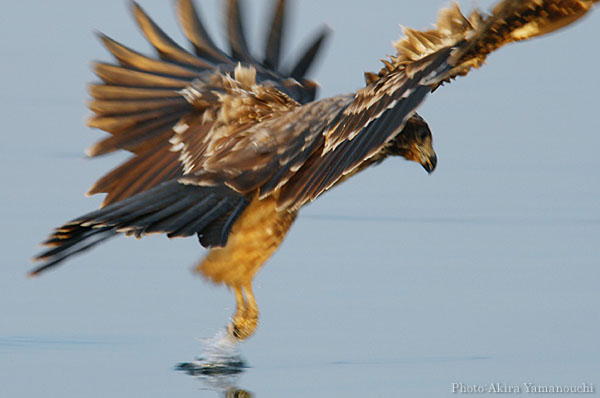 山内イグアナ研究所:光学研究:撮影例:動物画像:野鳥:トビ・トンビ:学名