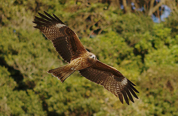 山内イグアナ研究所:光学研究:撮影例:動物画像:野鳥:トビ・トンビ:学名