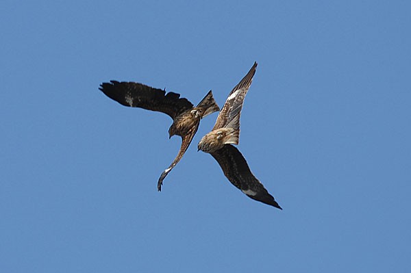 山内イグアナ研究所:光学研究:撮影例:動物画像:野鳥:トビ・トンビ:学名