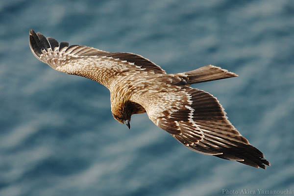 山内イグアナ研究所:光学研究:撮影例:動物画像:野鳥:トビ・トンビ:学名