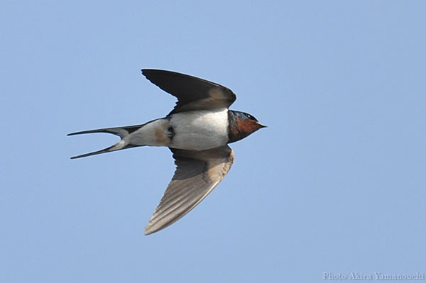 ツバメ 山内イグアナ研究所:光学研究:撮影例:動物画像:野鳥:ツバメ:学名