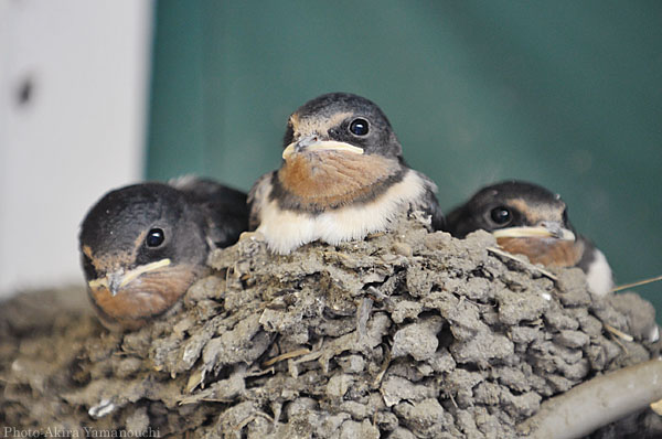 山内イグアナ研究所:光学研究:撮影例:動物画像:野鳥:ツバメ:学名