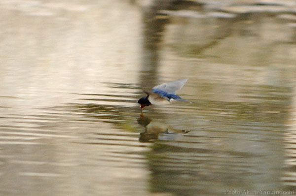 山内イグアナ研究所:光学研究:撮影例:動物画像:野鳥:ツバメ:学名