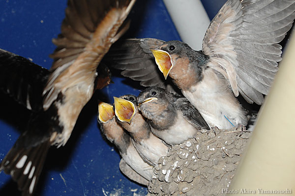 山内イグアナ研究所:光学研究:撮影例:動物画像:野鳥:ツバメ:学名