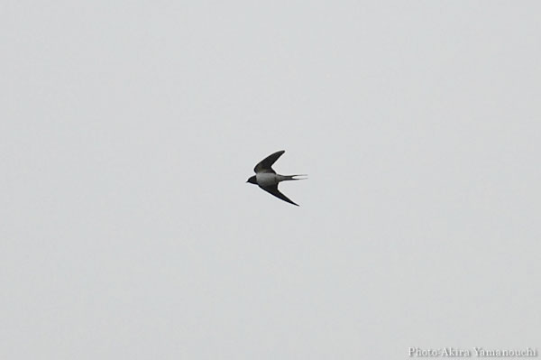 山内イグアナ研究所:光学研究:撮影例:動物画像:野鳥:ツバメ:学名