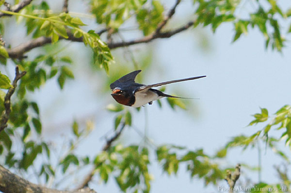 山内イグアナ研究所:光学研究:撮影例:動物画像:野鳥:ツバメ:学名