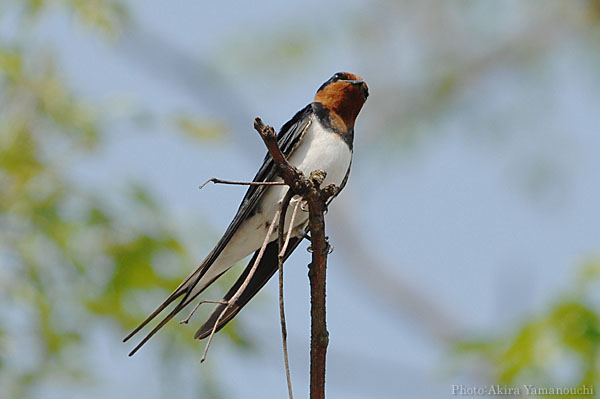 山内イグアナ研究所:光学研究:撮影例:動物画像:野鳥:ツバメ:学名