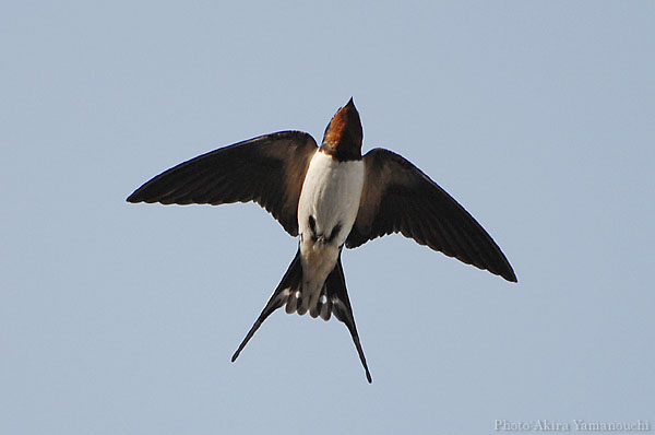 山内イグアナ研究所:光学研究:撮影例:動物画像:野鳥:ツバメ:学名