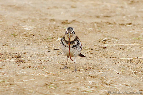 ツグミ (Turdus naumanni):食事中:Photo:Akira Yamanouchi.