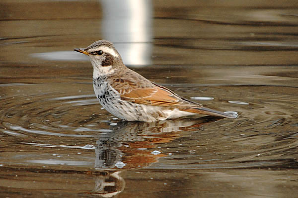ツグミ (Turdus naumanni):水浴び:Photo:Akira Yamanouchi.