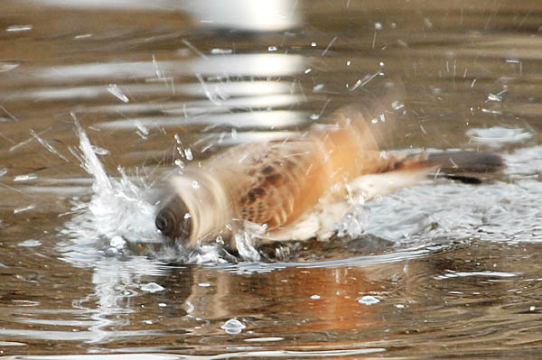 ツグミ (Turdus naumanni):水浴び:Photo:Akira Yamanouchi.