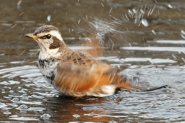 ツグミ (Turdus naumanni):水浴び:Photo:Akira Yamanouchi.