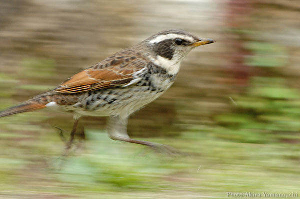 ツグミ (Turdus naumanni):急げ！:Photo:Akira Yamanouchi.