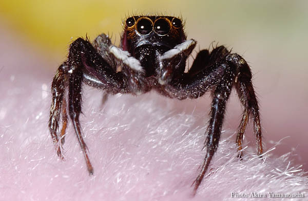 昆虫ほか:ハエトリグモ Photo:Akira Yamanouchi.