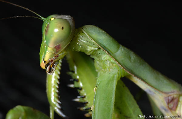 昆虫ほか:カマキリ Photo:Akira Yamanouchi.