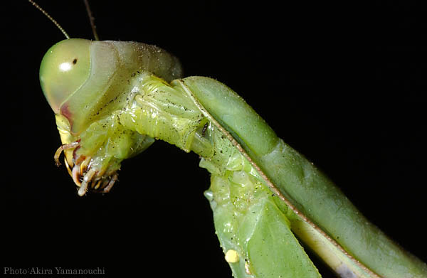 昆虫ほか:カマキリのうなじ Photo:Akira Yamanouchi.