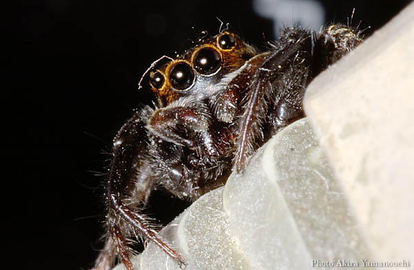 昆虫ほか:ハエトリグモ Photo:Akira Yamanouchi.