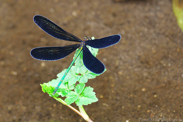 昆虫ほか:蜻蛉 Photo:Akira Yamanouchi.