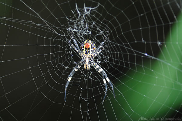 昆虫ほか:蜘蛛 Photo:Akira Yamanouchi.