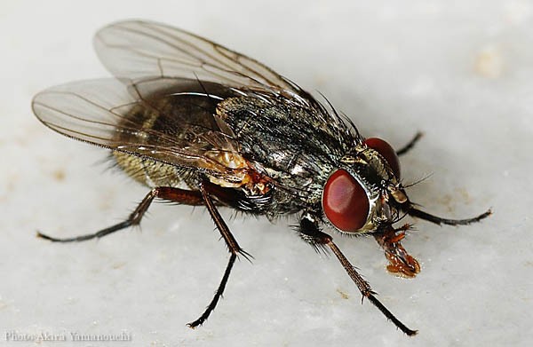 昆虫ほか:ハエ Photo:Akira Yamanouchi.